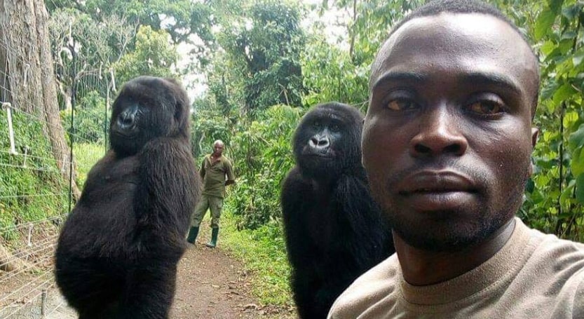 Gorillas pose for selfie